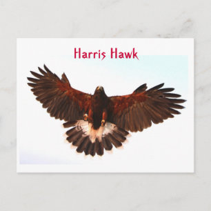 Harris Hawk Flies vycard Vykort