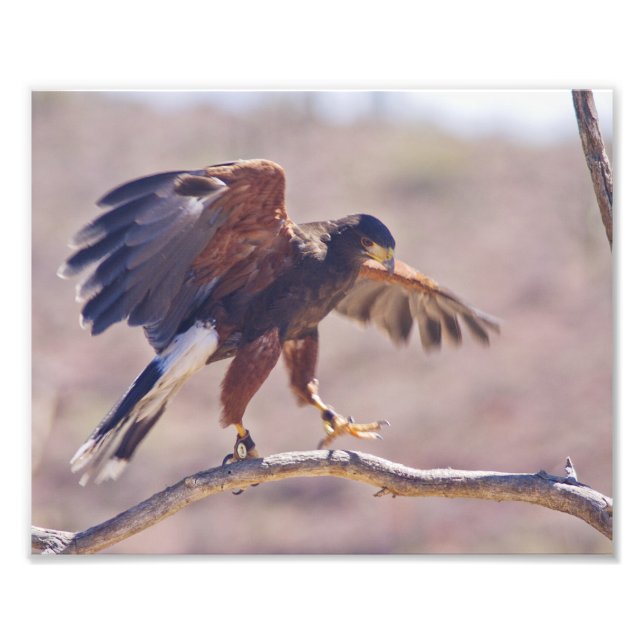 Harris' Hawk Fototryck (Framsidan)