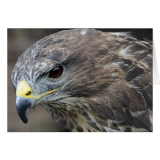 Harris Hawk Hälsningskort