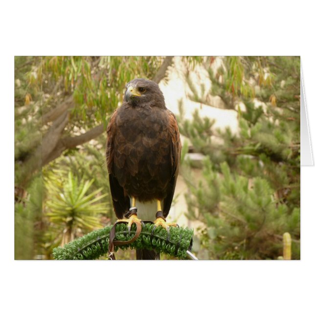 Harris Hawk Hälsningskort (Framsidan Horizontal)