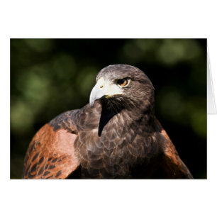 Harris Hawk Hälsningskort