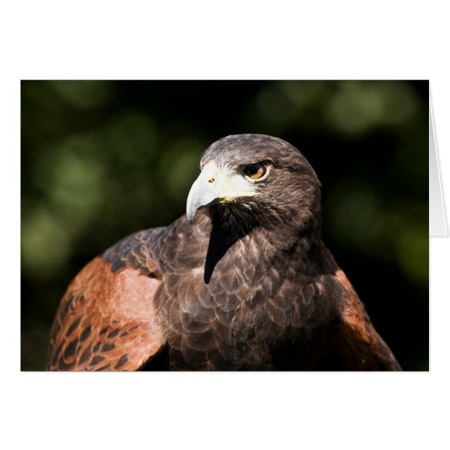 Harris Hawk Hälsningskort (Framsidan Horizontal)