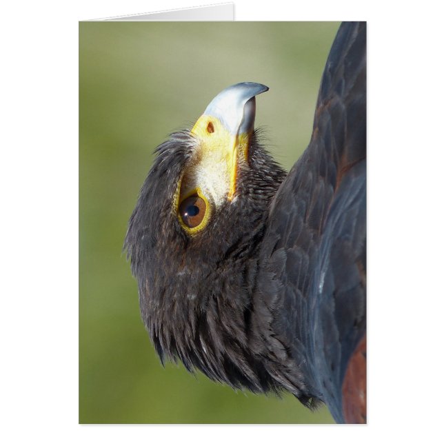 Harris Hawk Hälsningskort (Framsidan)