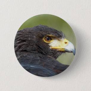 Harris Hawk Knapp