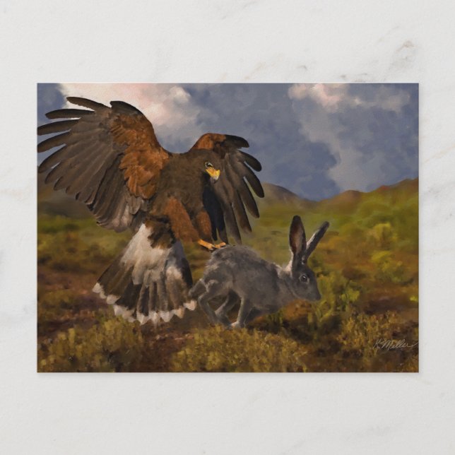 Harris Hawk och Jackrabbit - akryl Vykort (Framsida)