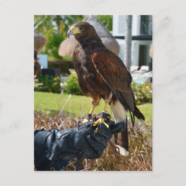 Harris Hawk på Falconers kärlek, Cancun, Mexiko Vykort (Framsida)