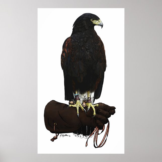 Harris Hawk på handsken Poster (Framsidan)