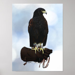 Harris Hawk på handsken Poster
