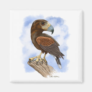 Harris Hawk på utkik - tecknad bild Magnet