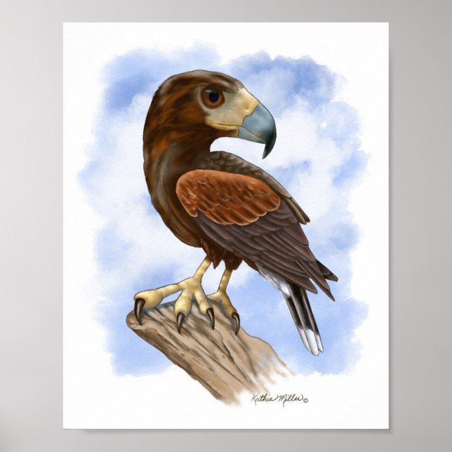 Harris Hawk på utkik - tecknad serie	 Poster (Framsidan)