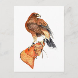 Harris hawk på vykort för handsken