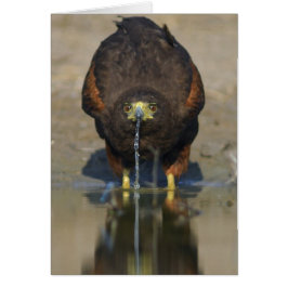 Harris Hawk Parabuteo unicinctus Hälsningskort