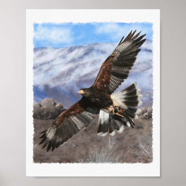 Harris Hawk-pastel Poster (Framsidan)
