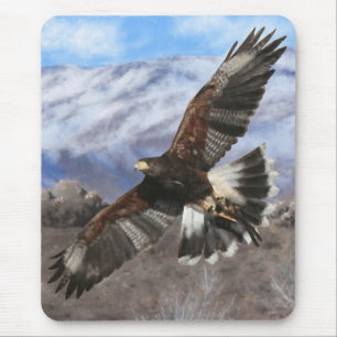 Harris Hawk - pastellprogram Musmatta