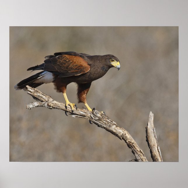 Harris hawk-pepparraptor poster (Framsidan)