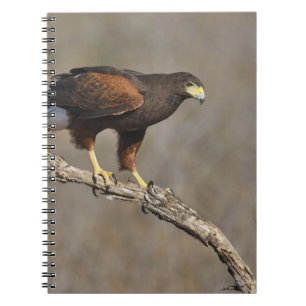 Harris Hawk perched raptor Anteckningsbok Med Spiral
