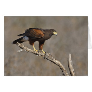 Harris Hawk perched raptor Hälsningskort