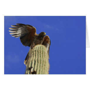 Harris Hawk perched Saguaro Cactus Hälsningskort