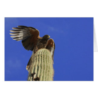 Harris Hawk perched Saguaro Cactus Hälsningskort