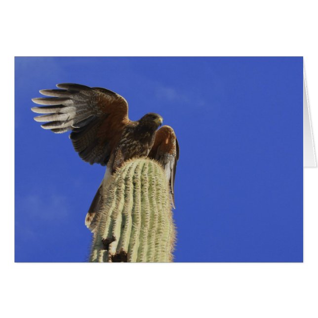 Harris Hawk perched Saguaro Cactus Hälsningskort (Framsidan Horizontal)