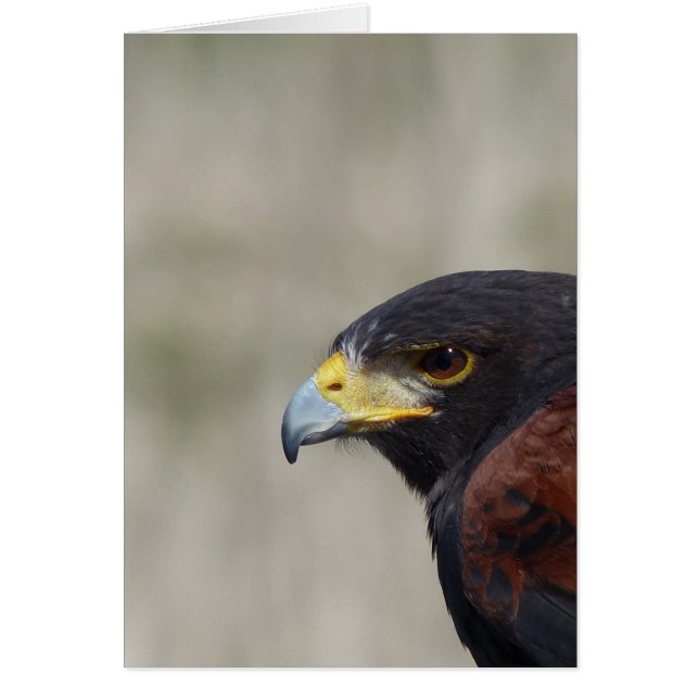 Harris Hawk Porträtt Hälsningskort (Framsidan)