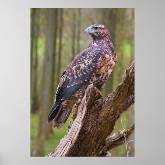 harris hawk poster (Framsidan)