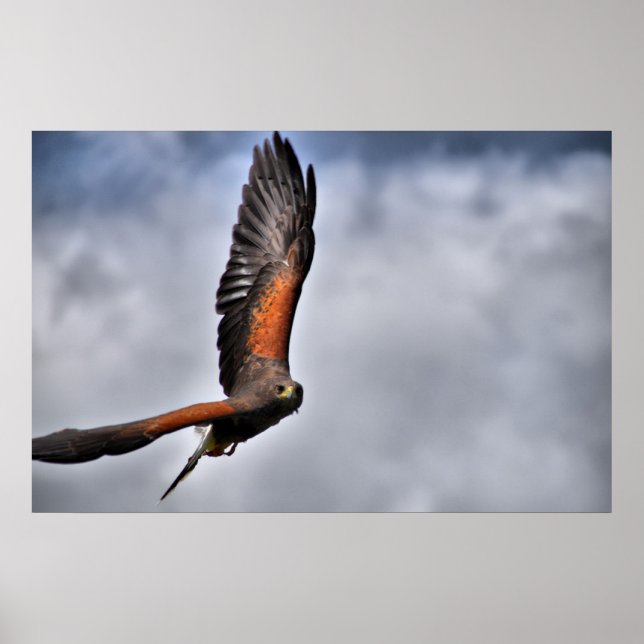 Harris Hawk Poster (Framsidan)