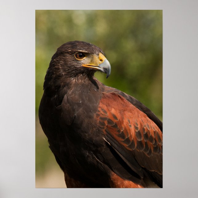 Harris Hawk Poster (Framsidan)