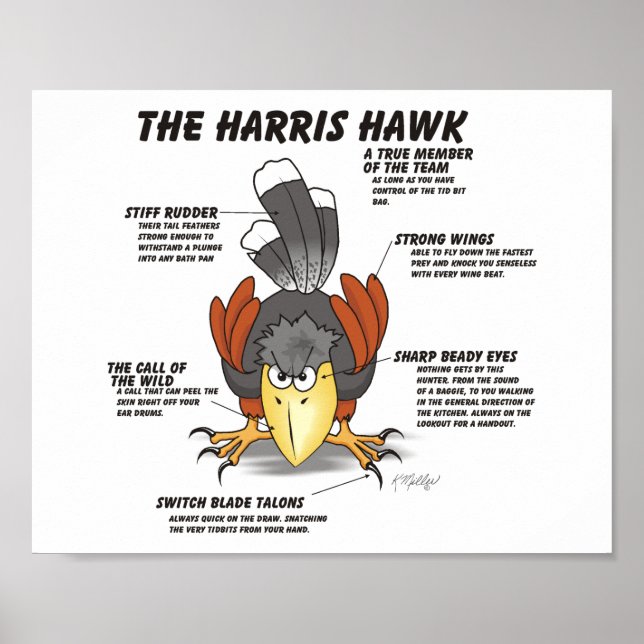 Harris Hawk-serieteckning Poster (Framsidan)