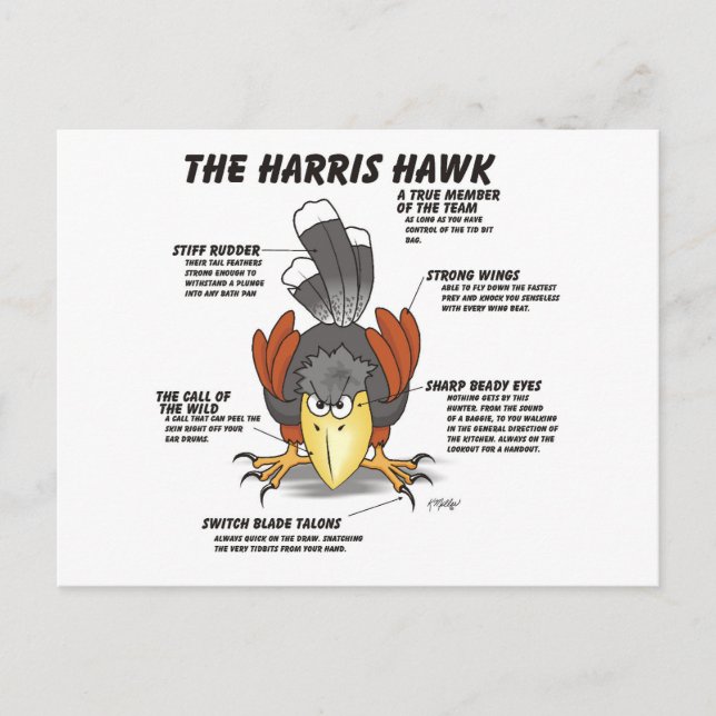 Harris Hawk-serieteckning Vykort (Framsida)
