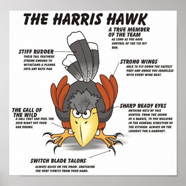 Harris Hawk Tecknad Poster (Framsidan)