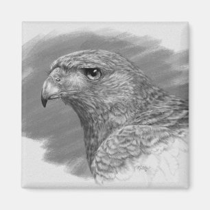 Harris Hawk Teckning Magnet