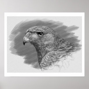 Harris Hawk Teckning Poster