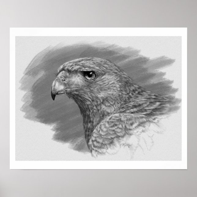 Harris Hawk Teckning Poster (Framsidan)