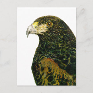 Harris Hawk vycard Vykort