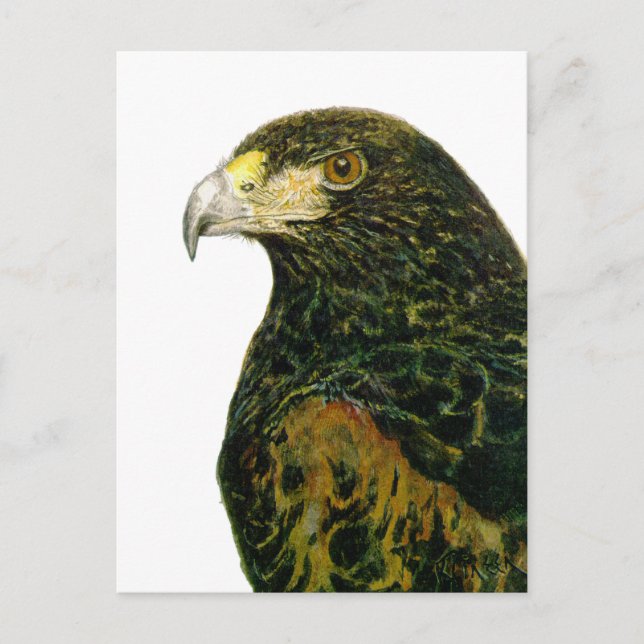 Harris Hawk vycard Vykort (Framsida)
