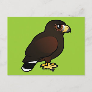 Harris Hawk Vykort