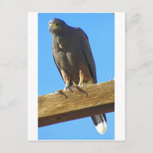 Harris Hawk Vykort