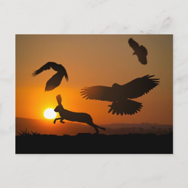 Harris Hawks Hunting Postcard Vykort (Framsida)