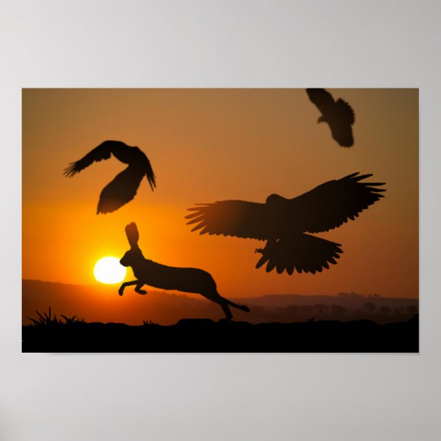 Harris Hawks Hunting Poster (Framsidan)