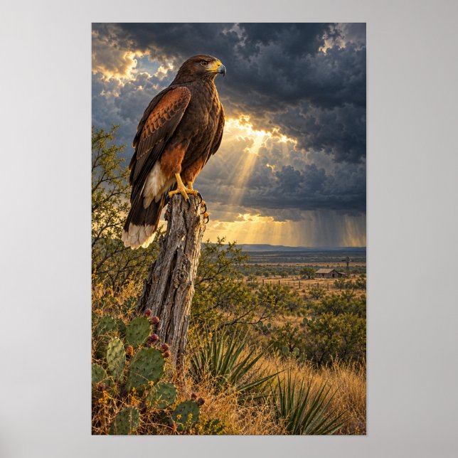 Harris's Hawk Under a Texas Storm Affisch (Framsidan)