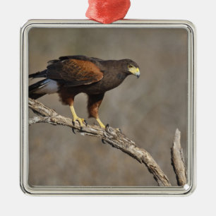 Harriss hök perched rovfågel julgransprydnad metall