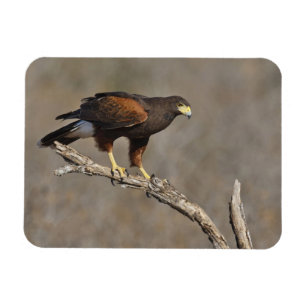Harriss hök perched rovfågel magnet