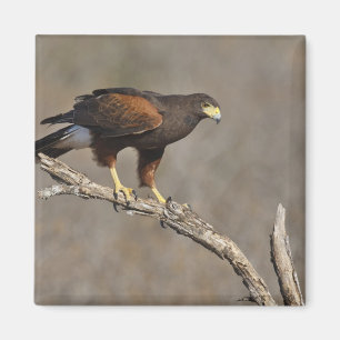 Harriss hök perched rovfågel magnet