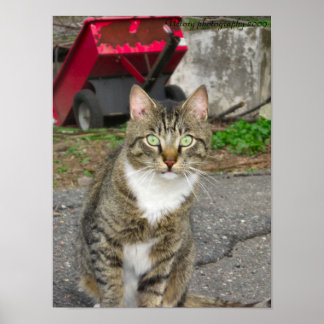 "Harry"-fotografi Poster