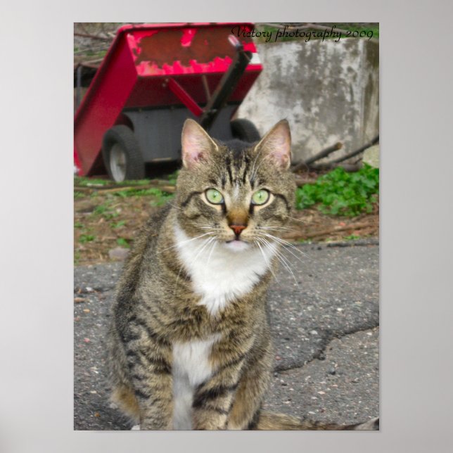 "Harry"-fotografi Poster (Framsidan)