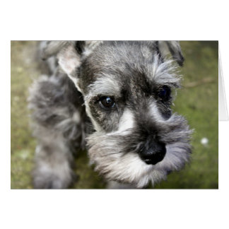 Harry Miniature Schnauzer Card Hälsningskort