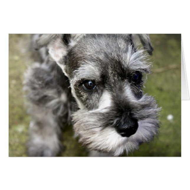 Harry Miniature Schnauzer Card Hälsningskort (Framsidan Horizontal)