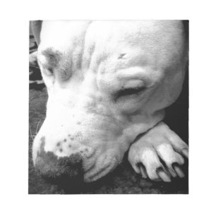harry potter ärr hund vit pit bull anteckningsblock