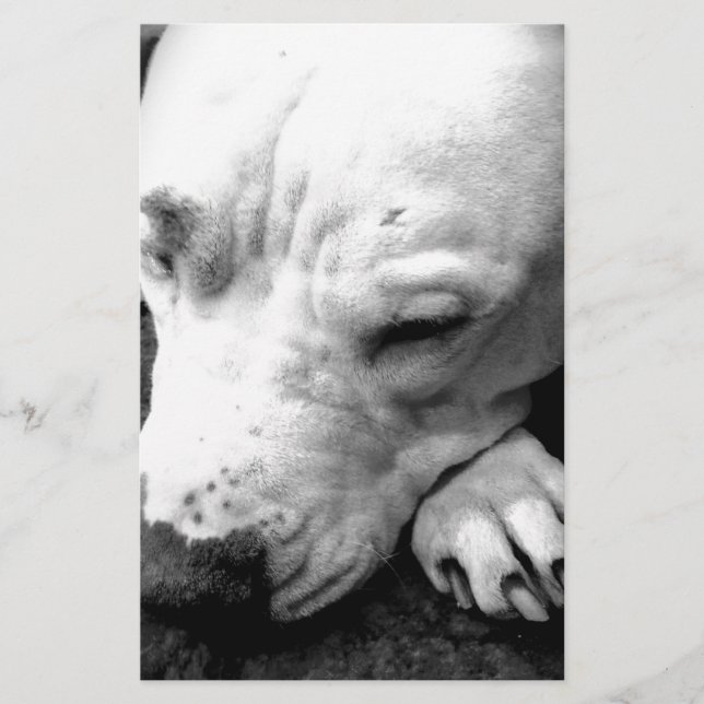harry potter ärr hund vit pit bull brevpapper (Framsida)